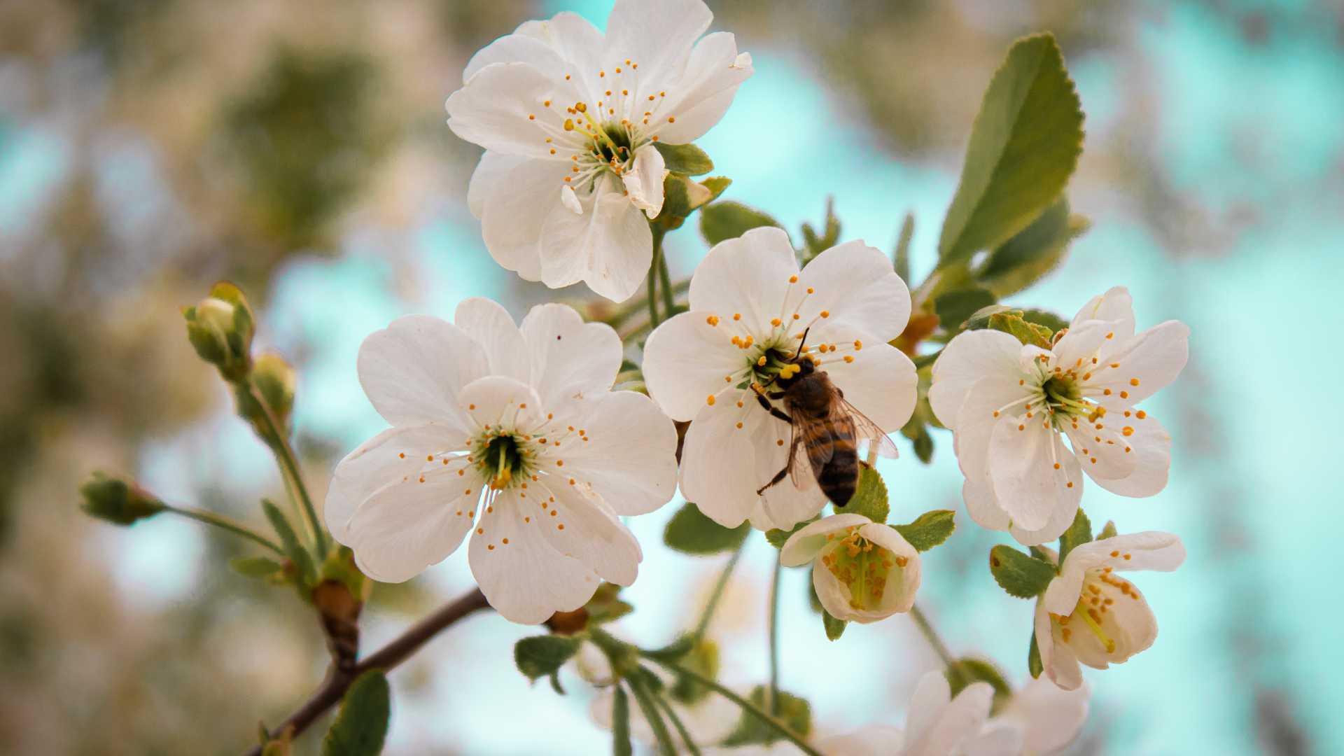 Sự bừng nở không thể cưỡng cầu