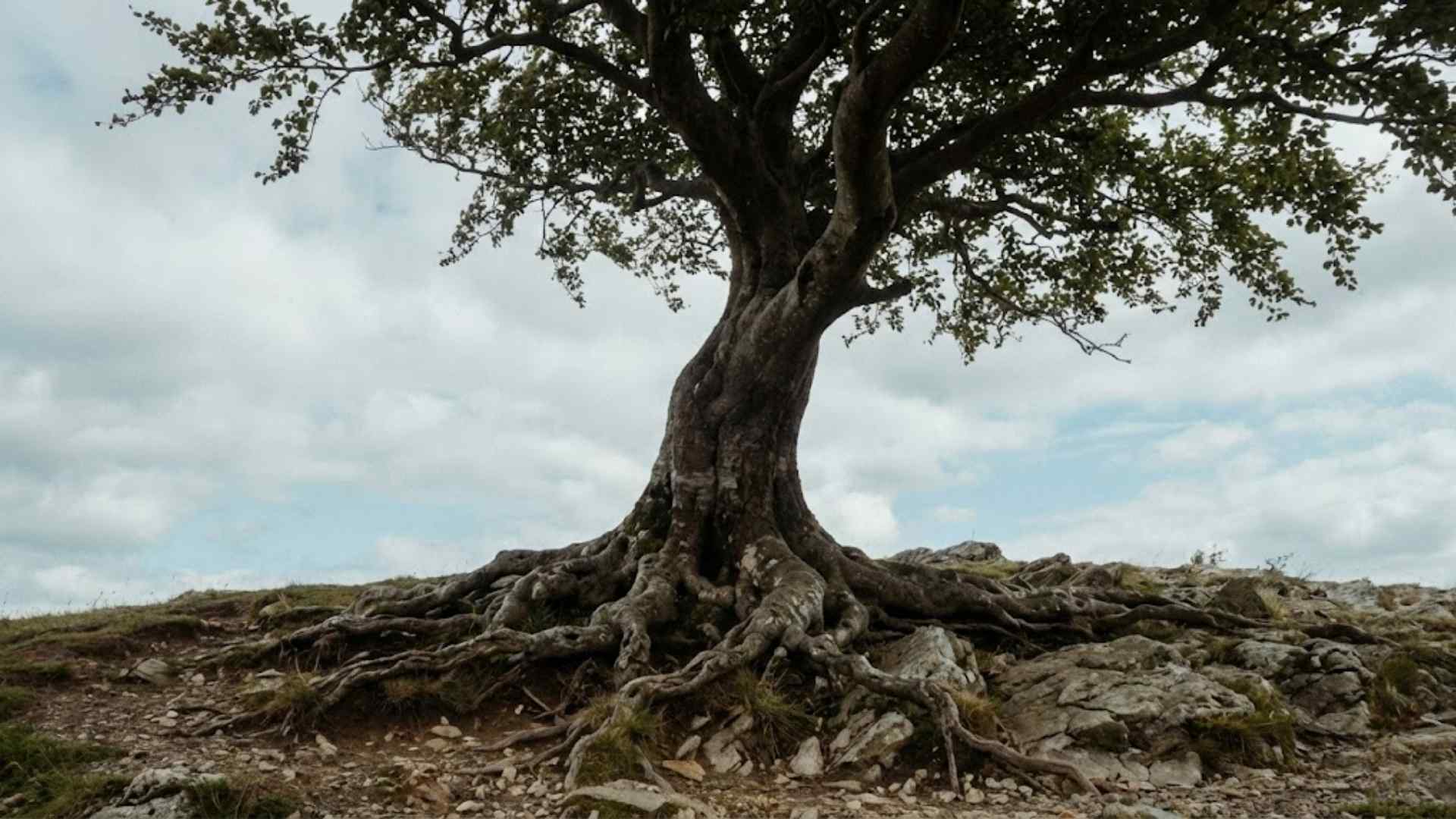 Làm chủ cảm xúc và ngừng đổ lỗi